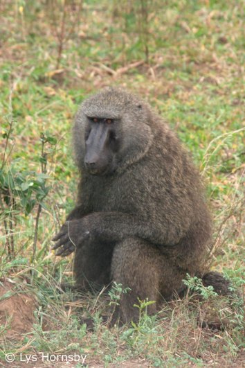 Olive Baboon Male